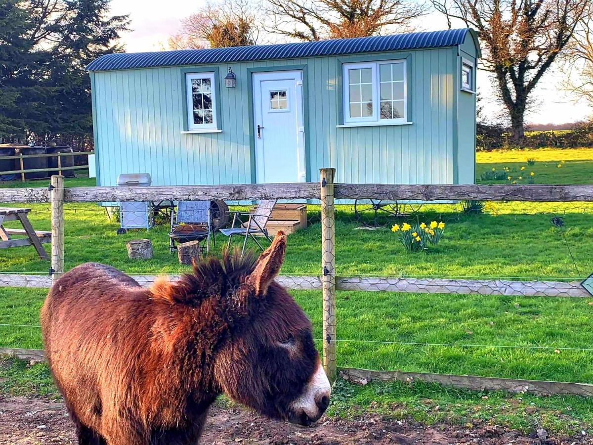 Вилла Starry Meadow & Rescued Animal Experiences Грейт-Ярмут Экстерьер фото